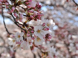 写真:桜