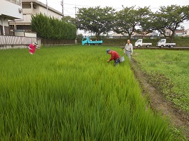 写真:市内田んぼ視察