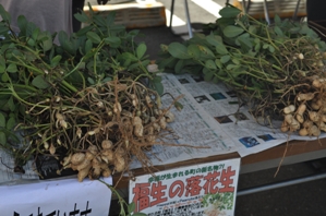 写真:落花生祭り