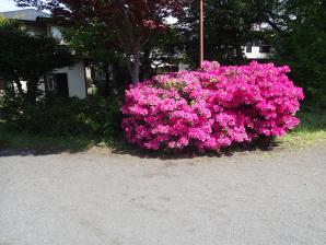 写真：わらつけ公園2
