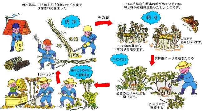 画像:萌芽更新の説明図