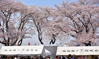 写真：桜まつり開会式 