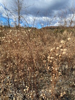 カワラノギクの種子の画像