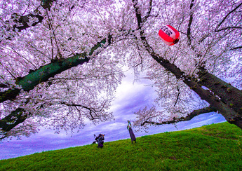 写真:第40回ふっさ桜まつり写真コンクール受賞作品(推薦「お花見デビュー」)
