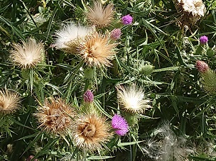 オニアザミの花と綿毛(種子)の画像