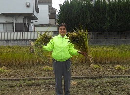 写真：収穫した稲