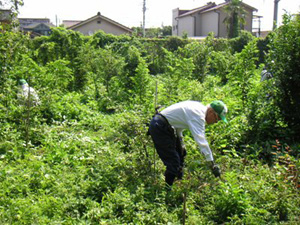 写真:下草刈りを行っているところ