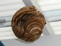 写真：スズメバチの巣1