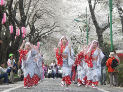 写真:桜まつりの様子
