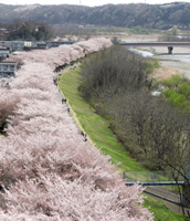 写真：桜並木と多摩川