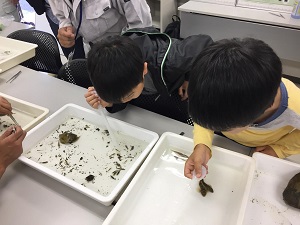 多摩川の生き物&水質しらべ