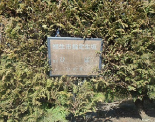 写真:保存生垣