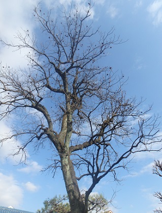 写真 保存樹木