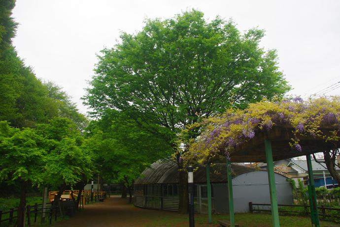 藤棚越しに見るほたる公園