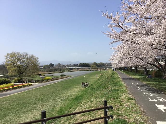 多摩川の堤防から桜並木とフラワーゾーンを臨む