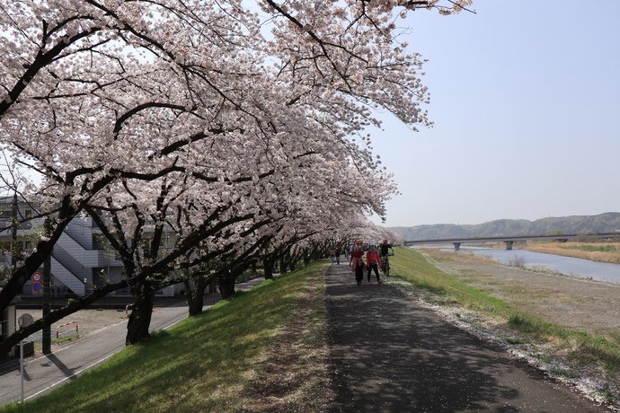 目の前に広がる満開の桜