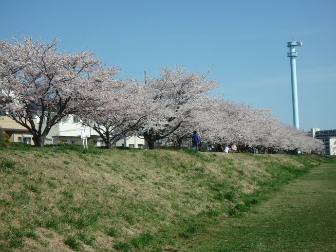 満開の桜並木