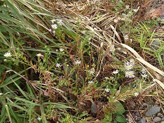 他の植物をかき分けて開花したカワラノギクの画像