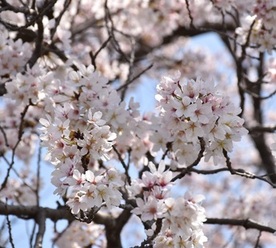 写真：明神下公園の桜