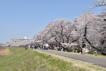 写真：多摩川堤防沿い