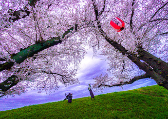 写真：第40回ふっさ桜まつり写真コンクール受賞作品（推薦「お花見デビュー」）