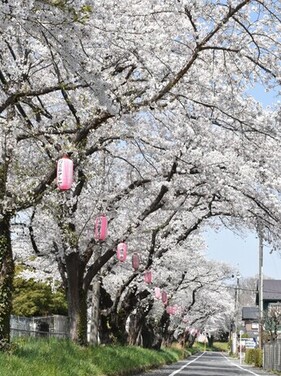 写真:ふっさ桜まつり