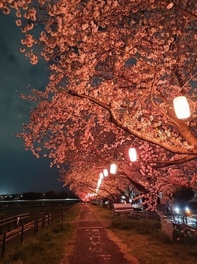 写真:ふっさ桜まつり